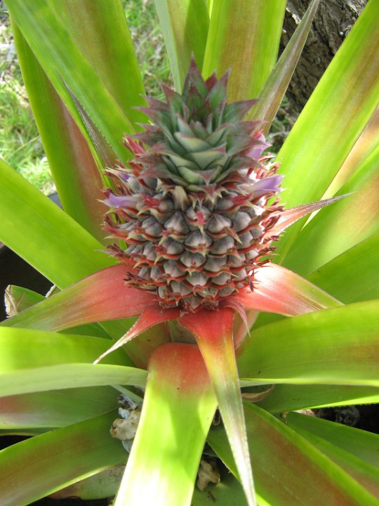 pineapple.jpg - Pineapple
